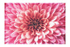 Pink Chrysanthemum - Canvas Print - Abstract Category