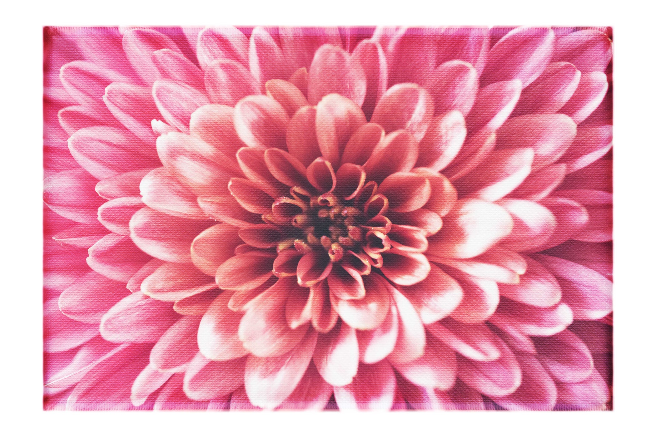 Pink Chrysanthemum - Canvas Print - Abstract Category
