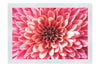Pink Chrysanthemum - Fine Art Print - Abstract Category