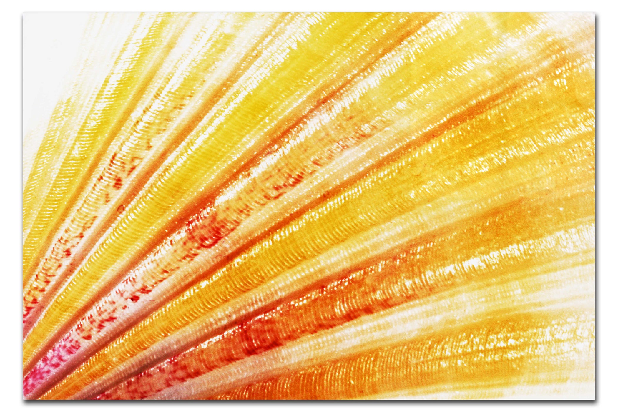 Blushing Calico Shell - Acrylic Print - Aquatic Art Category