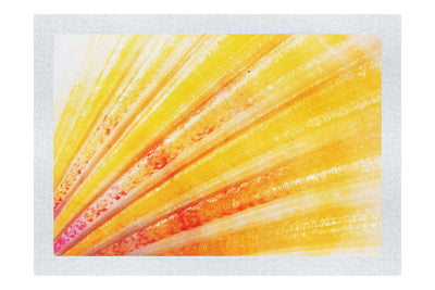 Blushing Calico Shell - Fine Art Print - Aquatic Art Category