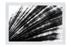Blushing Calico Shell - Monochrome Fine Art Print - Aquatic Art Category