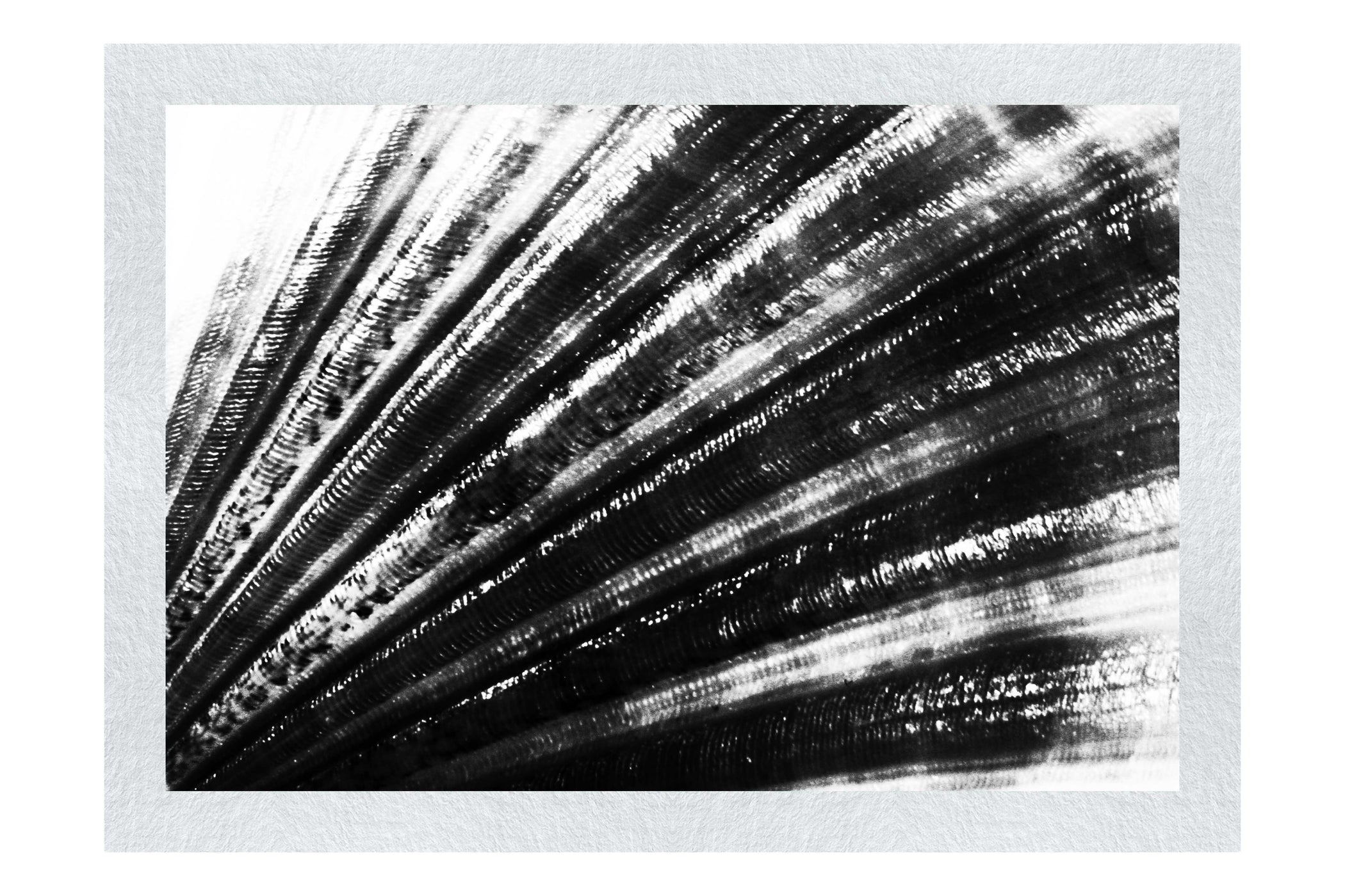 Blushing Calico Shell - Monochrome Fine Art Print - Aquatic Art Category