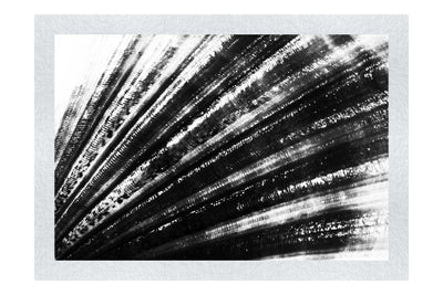 Blushing Calico Shell - Monochrome Fine Art Print - Aquatic Art Category