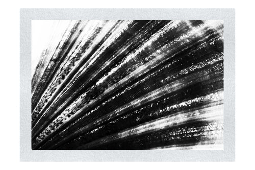 Blushing Calico Shell - Monochrome Fine Art Print - Aquatic Art Category