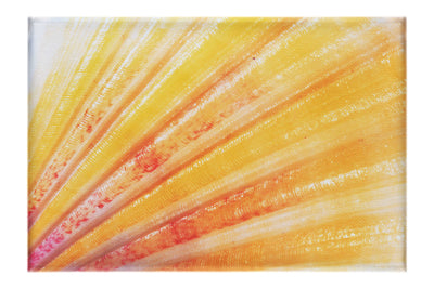 Blushing Calico Shell - Canvas Print - Aquatic Art Category