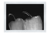 Capsicum Contrast - Monochrome Fine Art Print - Food Art Category