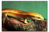 Golden Skink - Acrylic Print - Wildlife Category