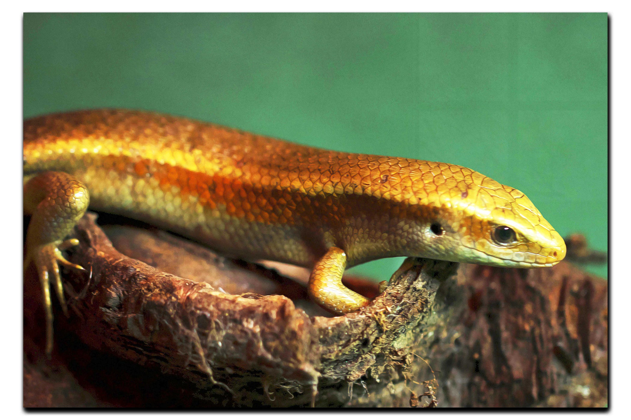 Golden Skink - Acrylic Print - Wildlife Category