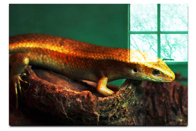Golden Skink - Acrylic Print - Wildlife Category