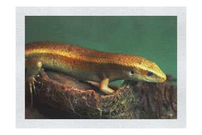 Golden Skink - Fine Art Print - Wildlife Category