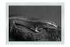 Golden Skink - Monochrome Fine Art Print - Wildlife Category