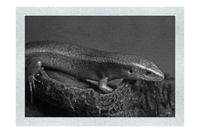 Golden Skink - Monochrome Fine Art Print - Wildlife Category