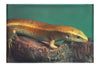 Golden Skink - Canvas Print - Wildlife Category