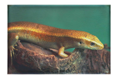 Golden Skink - Canvas Print - Wildlife Category