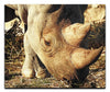 Ancient Guardian - Acrylic Print - Wildlife Category