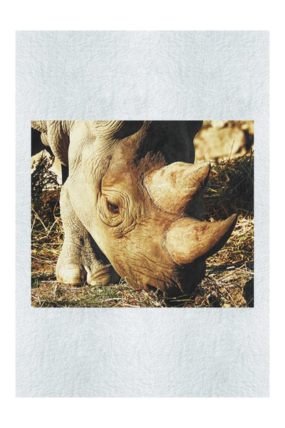 Ancient Guardian - Fine Art Print - Wildlife Category