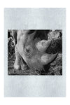 Ancient Guardian - Monochrome Fine Art Print - Wildlife Category