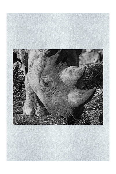 Ancient Guardian - Monochrome Fine Art Print - Wildlife Category