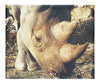 Ancient Guardian - Canvas Print - Wildlife Category