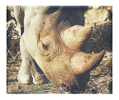 Ancient Guardian - Canvas Print - Wildlife Category