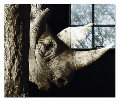 Rhinoceros - Acrylic Print - Rare Edition Category