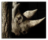 Rhinoceros - Acrylic Print - Rare Edition Category