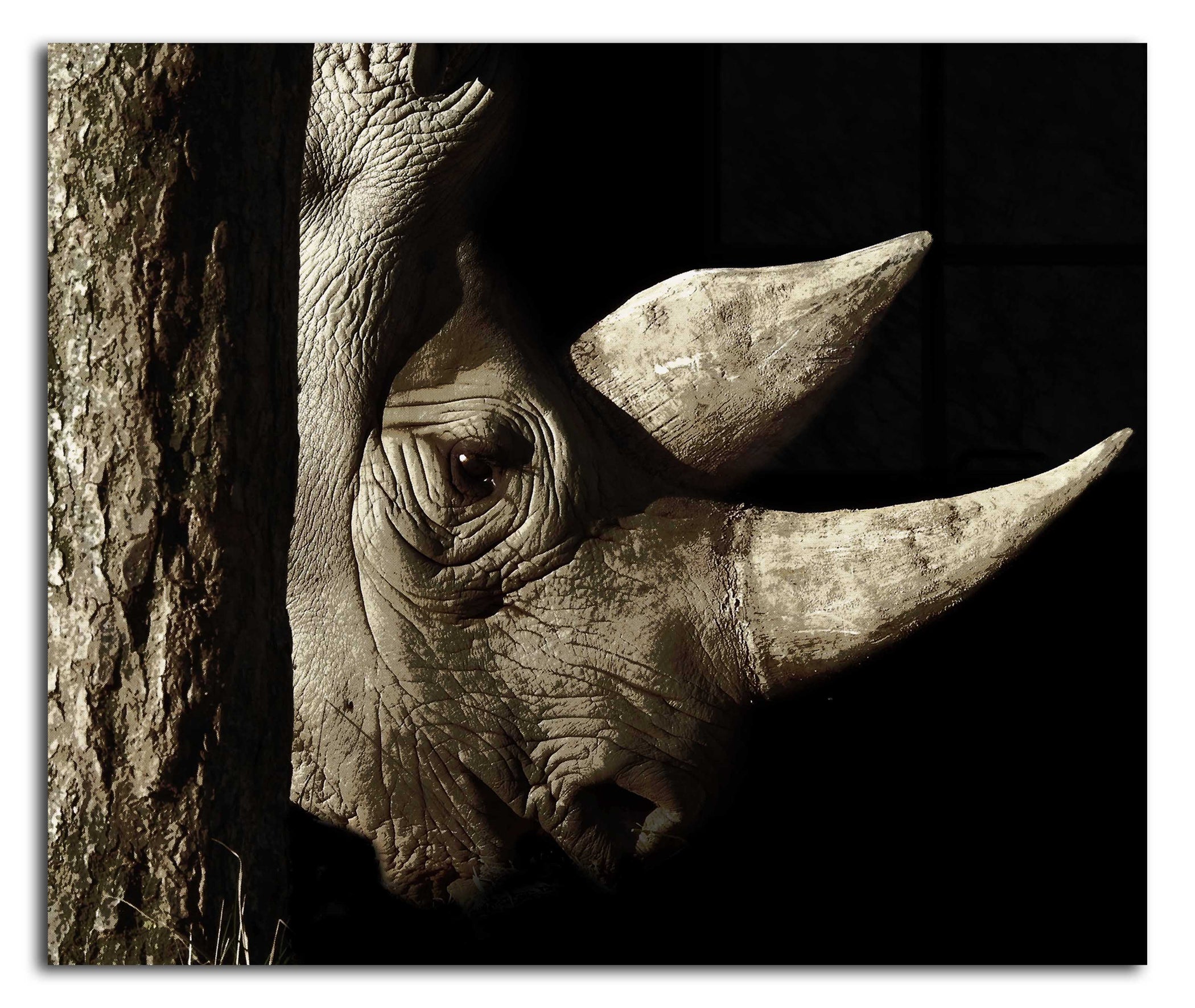 Rhinoceros - Acrylic Print - Rare Edition Category