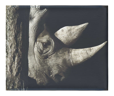 Rhinoceros - Canvas Print - Rare Edition Category