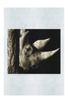 Rhinoceros - Fine Art Print - Rare Edition Category