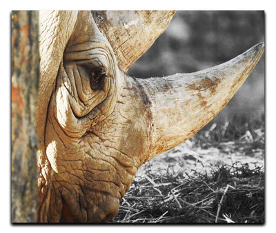 Rhinoceros Side Profile - Acrylic Print - Rare Edition Category