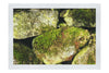Stone and Verdure: A Timeless Embrace - Fine Art Print - Abstract Category