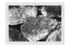Stone and Verdure: A Timeless Embrace - Monochrome Fine Art Print - Abstract Category