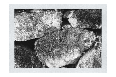 Stone and Verdure: A Timeless Embrace - Monochrome Fine Art Print - Abstract Category