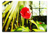 Solitary Rose - Acrylic Print - Flowers & Plants Category