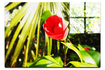 Solitary Rose - Acrylic Print - Flowers & Plants Category
