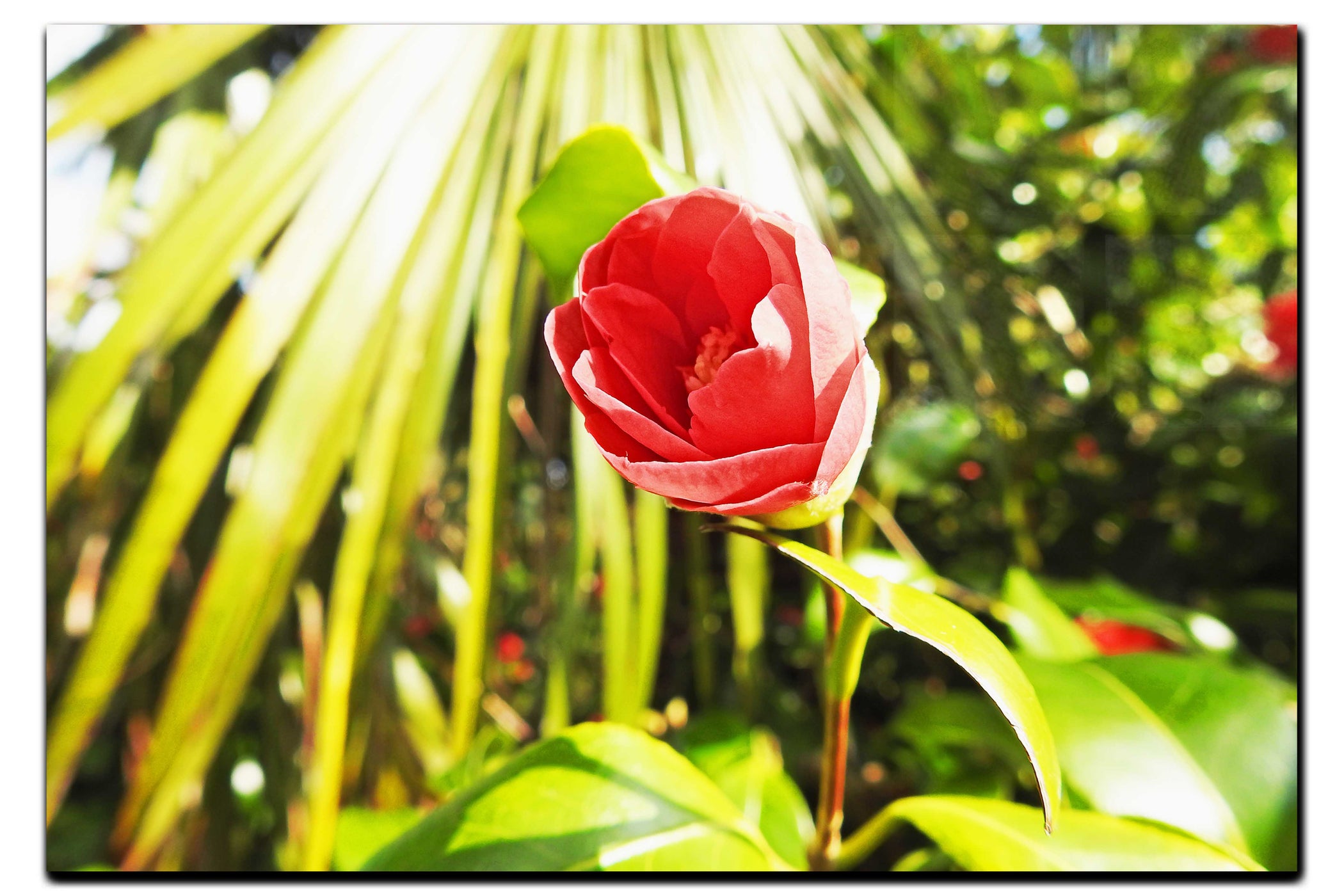 Solitary Rose - Acrylic Print - Flowers & Plants Category