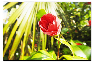 Solitary Rose - Acrylic Print - Flowers & Plants Category