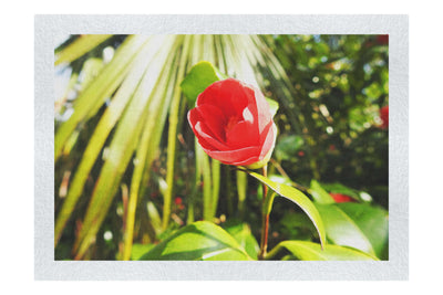 Solitary Rose - Fine Art Print - Flowers & Plants Category
