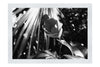 Solitary Rose - Monochrome Fine Art Print - Flowers & Plants Category