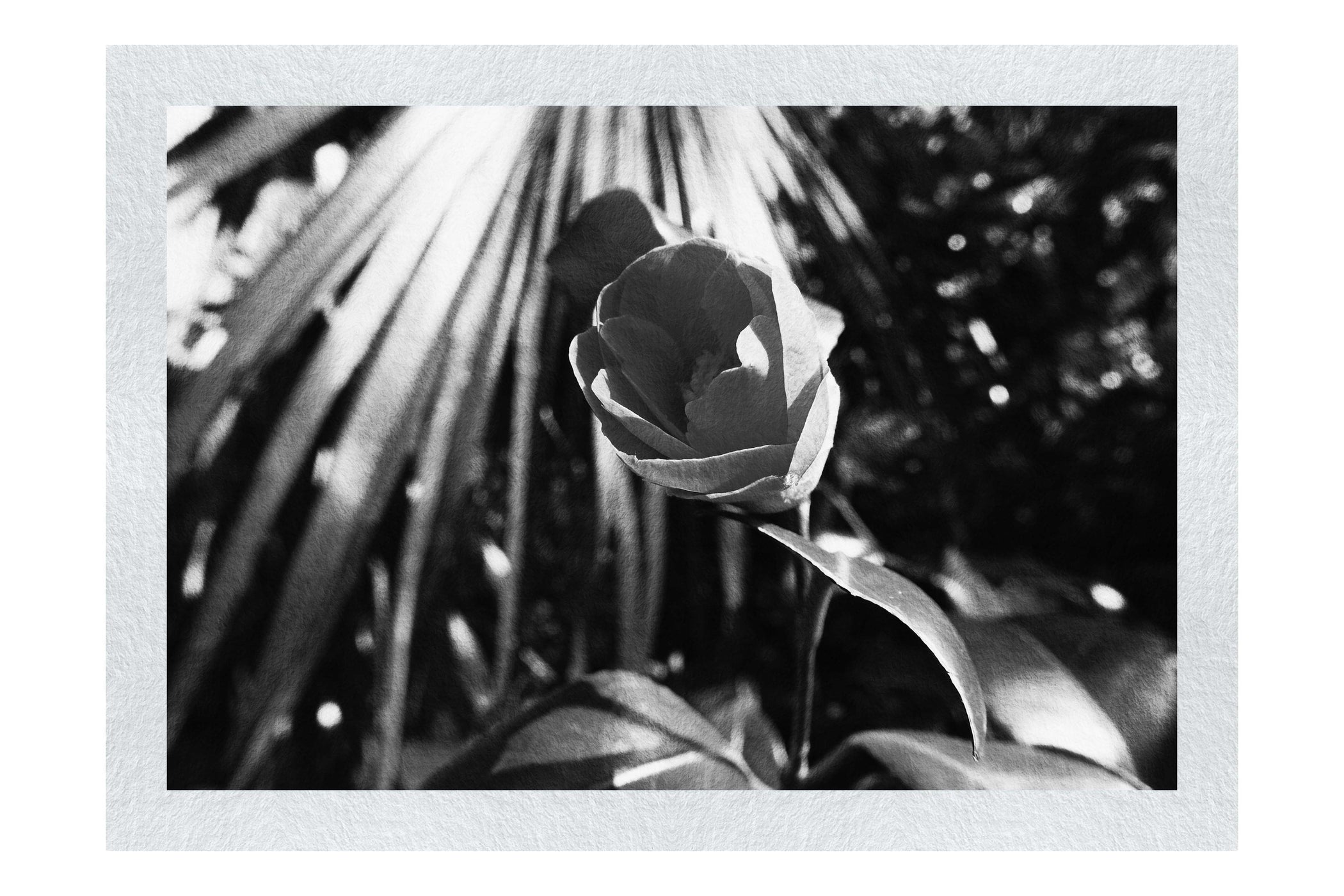 Solitary Rose - Monochrome Fine Art Print - Flowers & Plants Category