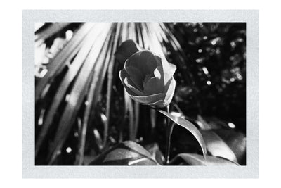 Solitary Rose - Monochrome Fine Art Print - Flowers & Plants Category