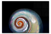 Holographic Nautilus Shell - Acrylic Print - Aquatic Category