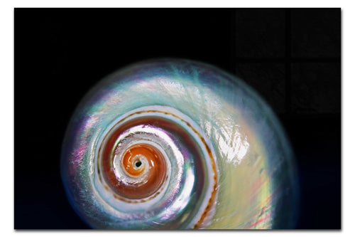 Holographic Nautilus Shell - Acrylic Print - Aquatic Category