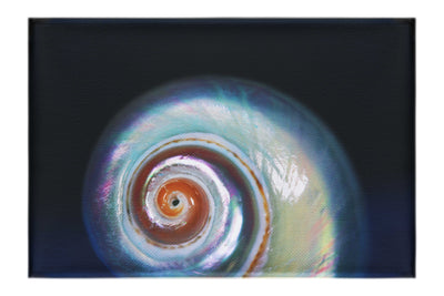 Holographic Nautilus Shell - Canvas Print - Aquatic Category