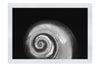 Holographic Nautilus Shell - Monochrome Fine Art Print - Aquatic Category