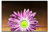 Purple Chrysanthemum - Acrylic Print - Flowers & Plants Category
