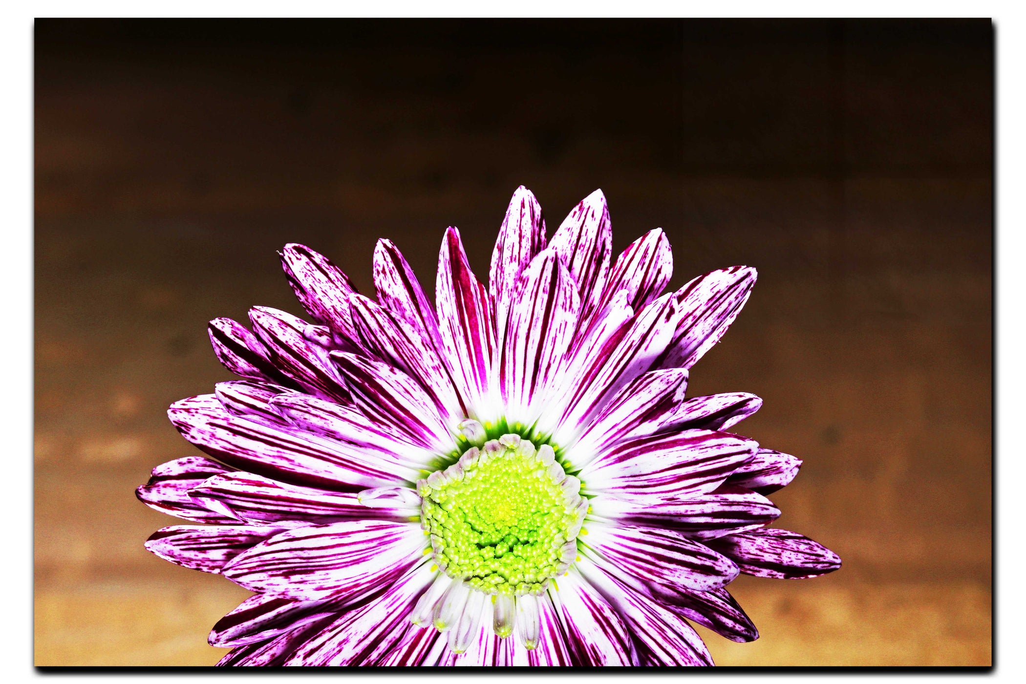 Purple Chrysanthemum - Acrylic Print - Flowers & Plants Category
