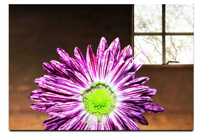 Purple Chrysanthemum - Acrylic Print - Flowers & Plants Category