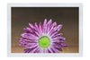 Purple Chrysanthemum - Fine Art Print - Flowers & Plants Category